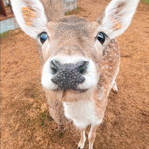 Meet your Posher, Rita